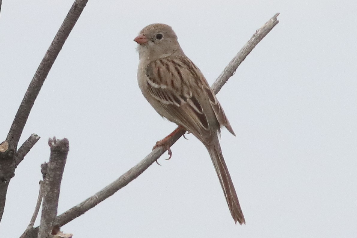 Field Sparrow - Mark L. Hoffman