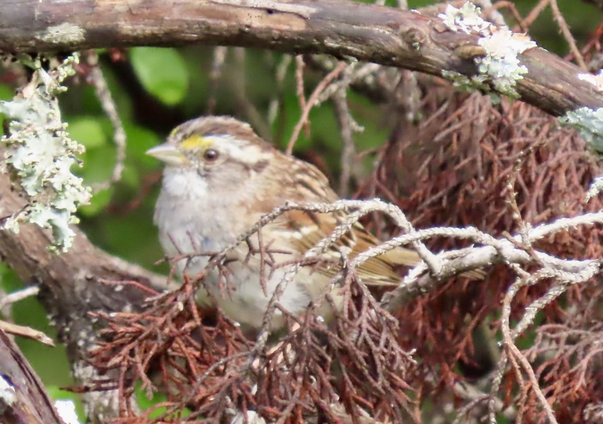 White-throated Sparrow - Jimma Byrd