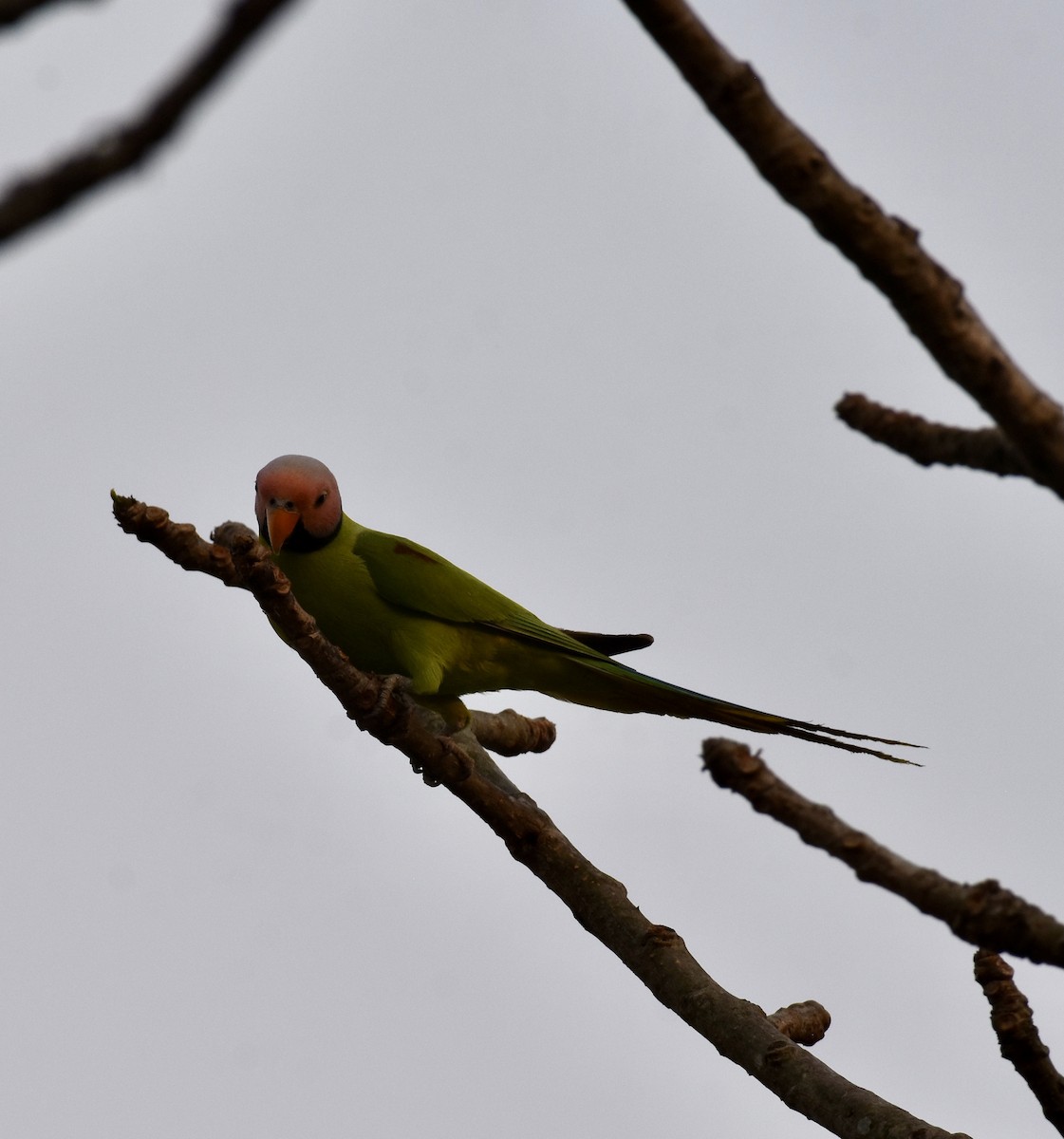 Blossom-headed Parakeet - ML616227797