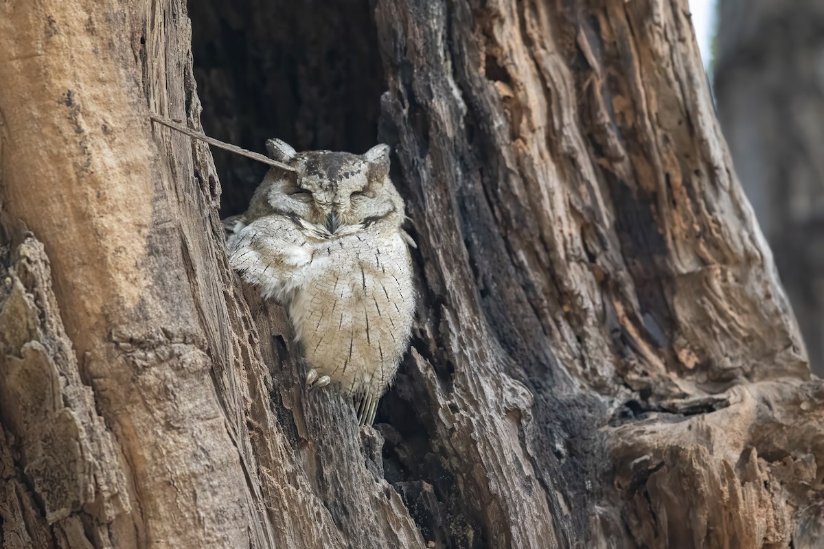 Indian Scops-Owl - ML616227838