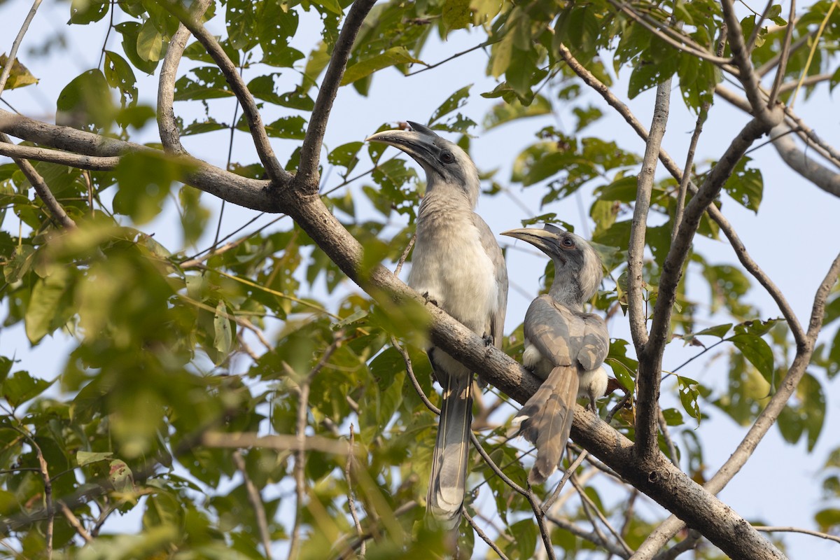 Indian Gray Hornbill - ML616227844