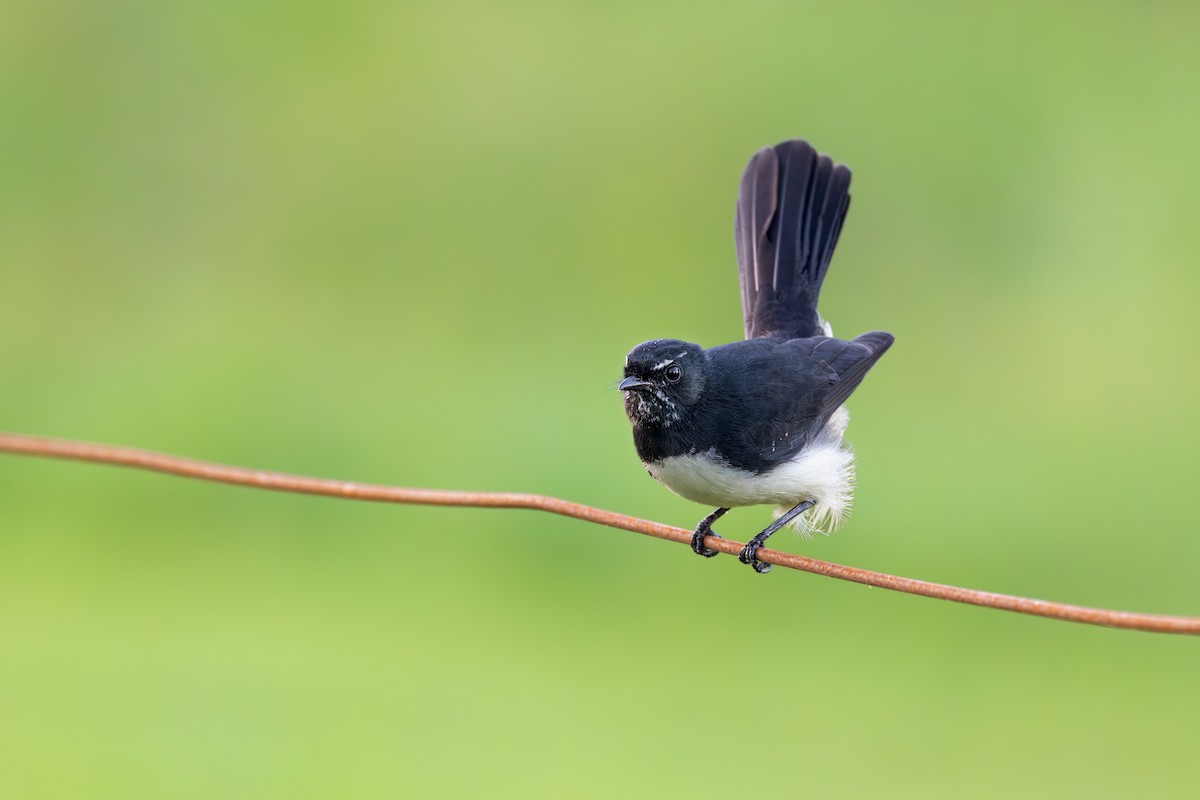 Willie-wagtail - Nathan Bartlett