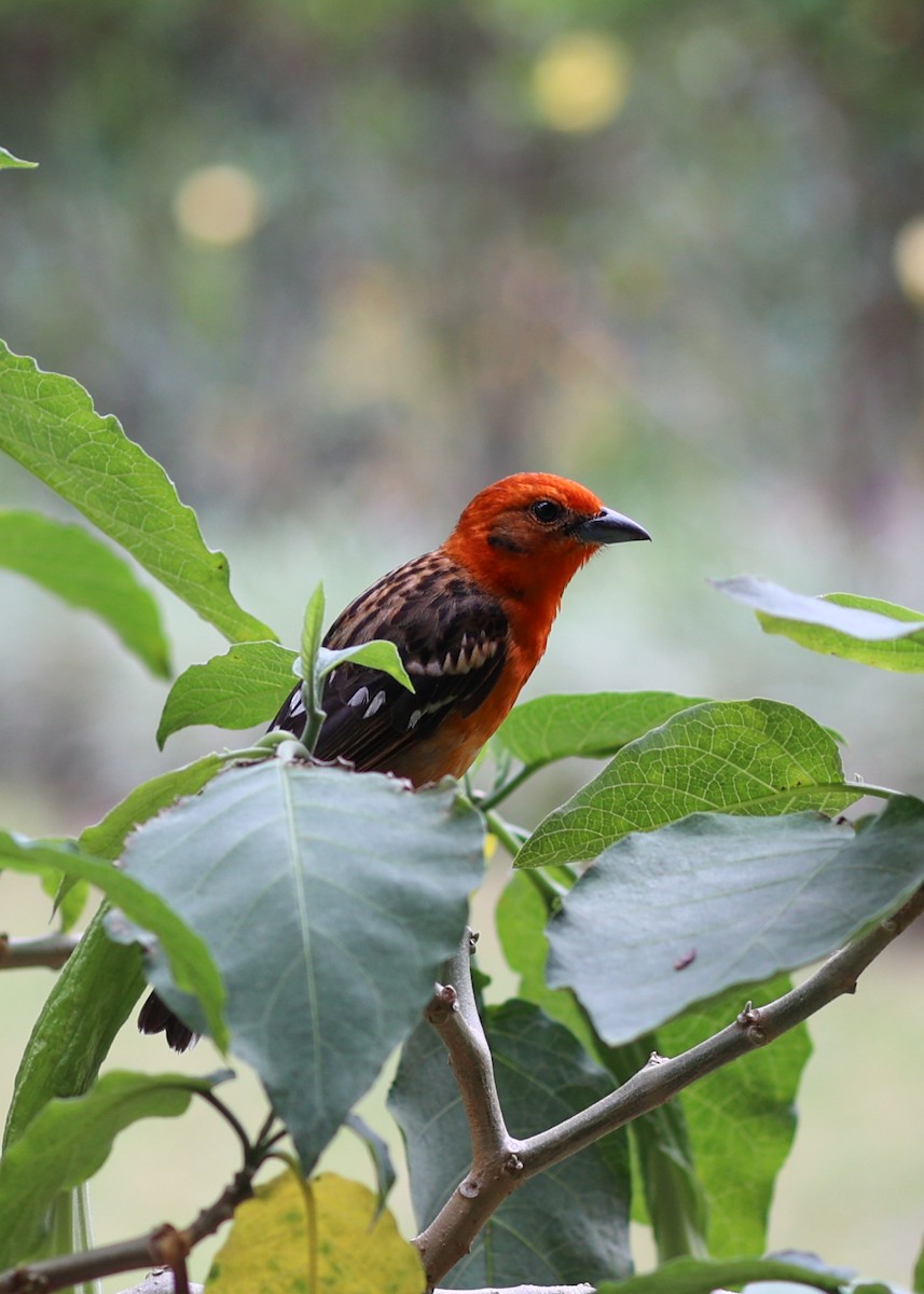 Flame-colored Tanager - ML616227944