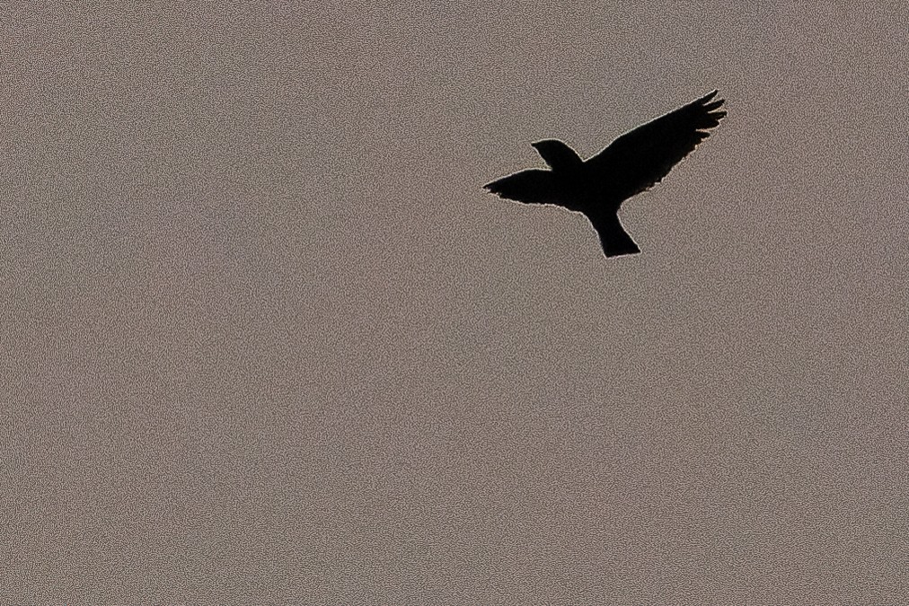 Short-tailed Nighthawk - ML616228158