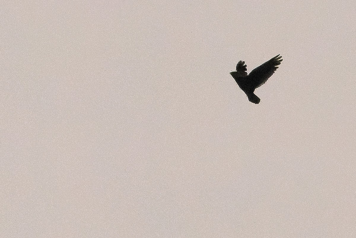 Short-tailed Nighthawk - ML616228159