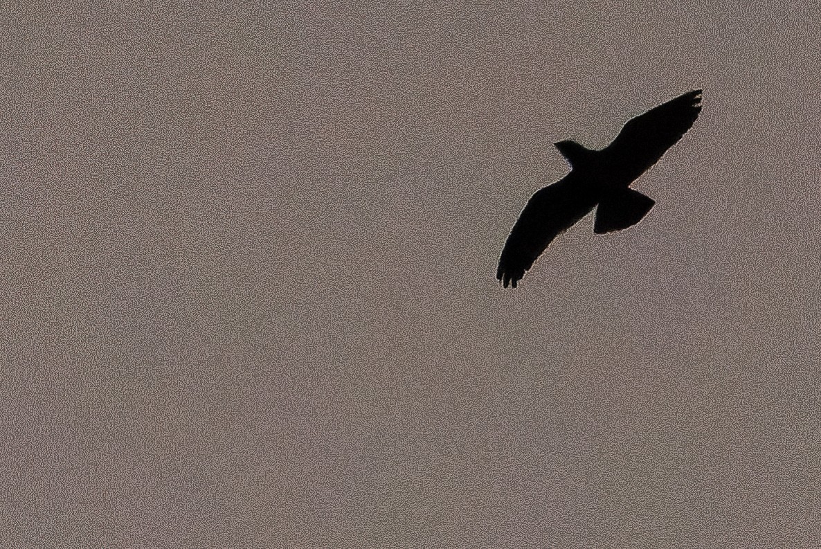 Short-tailed Nighthawk - ML616228160