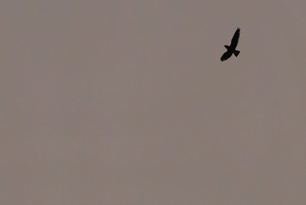 Short-tailed Nighthawk - ML616228165