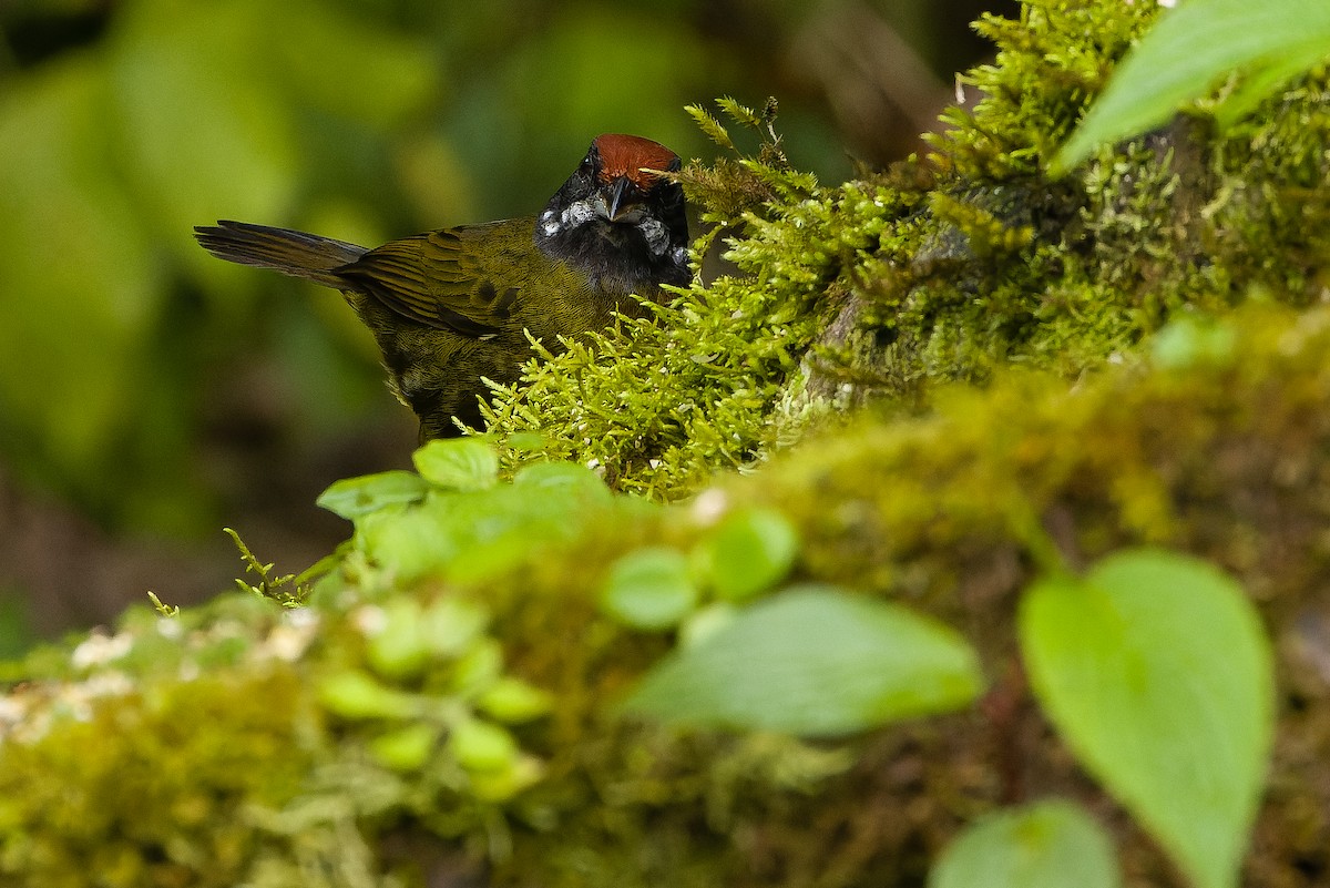 Sooty-faced Finch - ML616228200