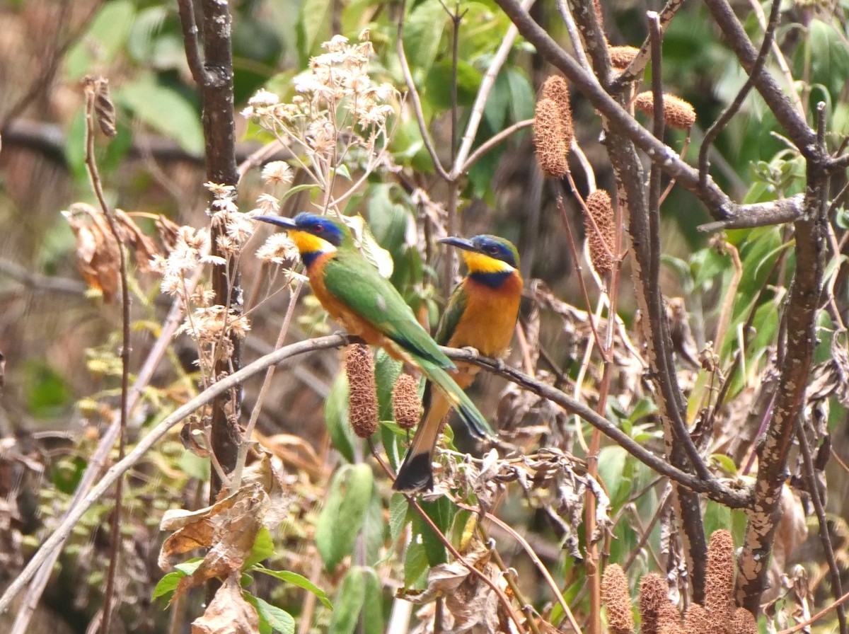 Ethiopian Bee-eater - ML616228244