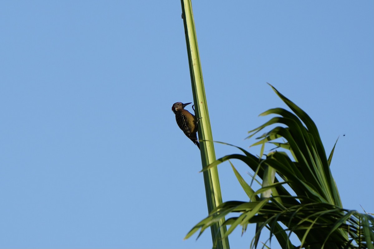 Hispaniolan Woodpecker - ML616228344