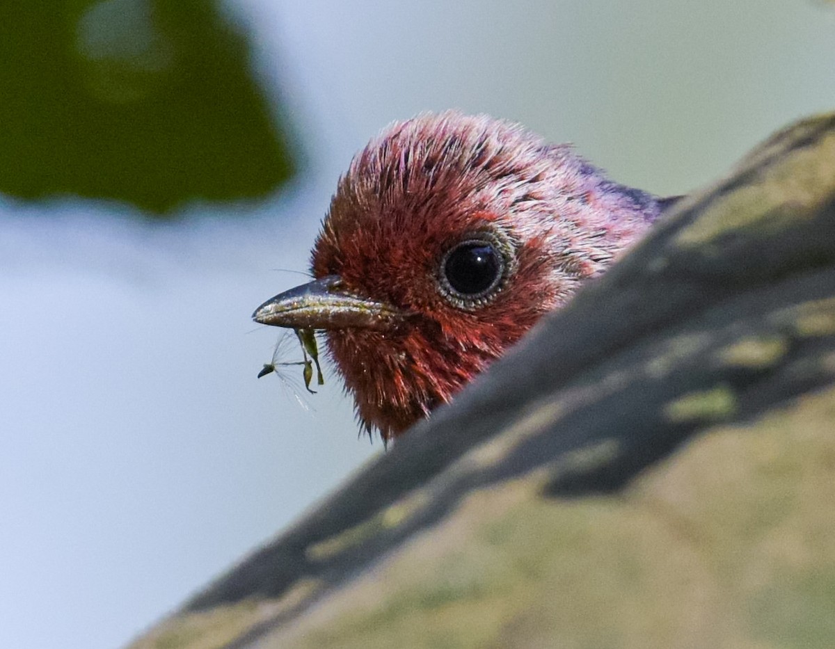 Pink-headed Warbler - Patrick Maurice