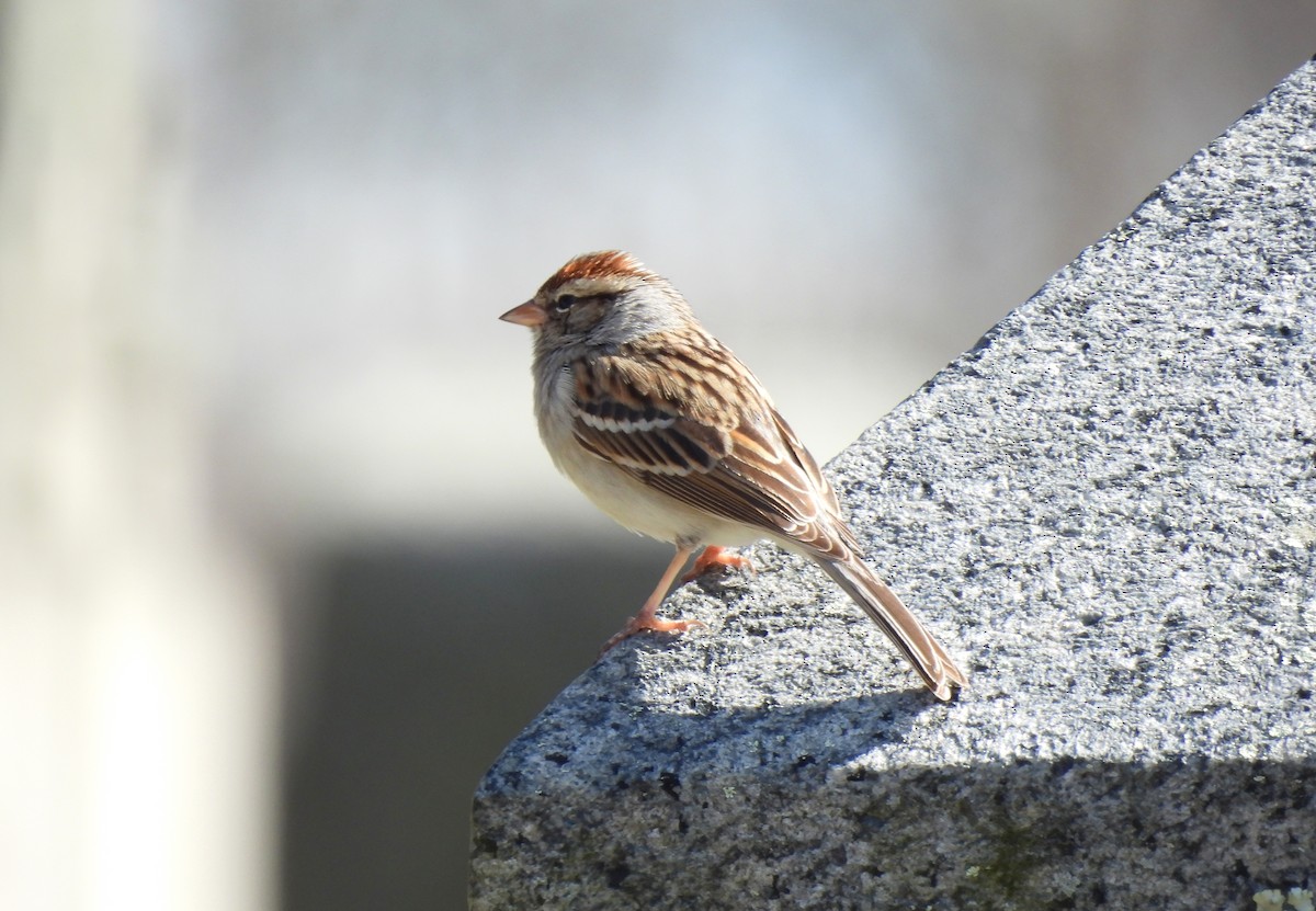 Chipping Sparrow - ML616228564