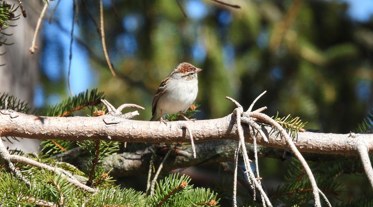 Chipping Sparrow - ML616228570