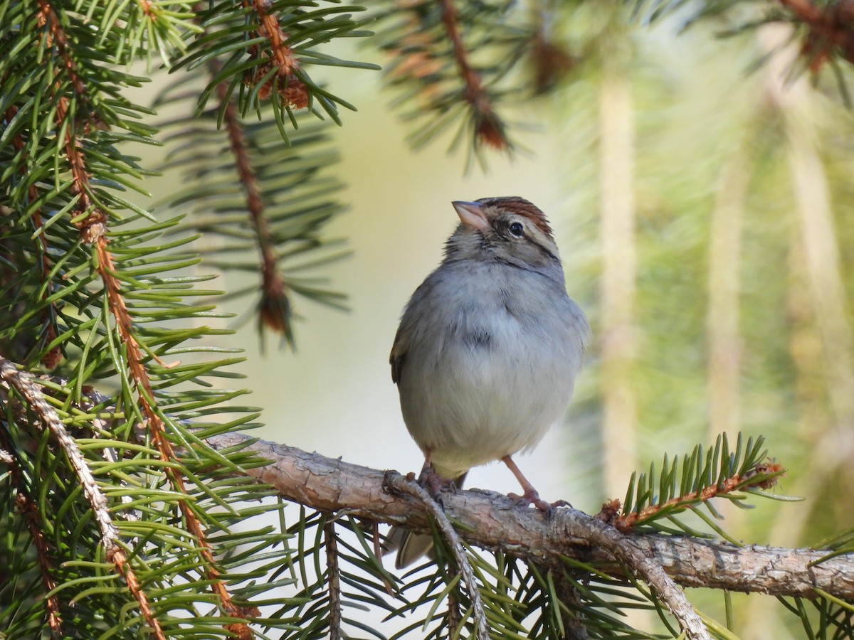 Chipping Sparrow - ML616228584