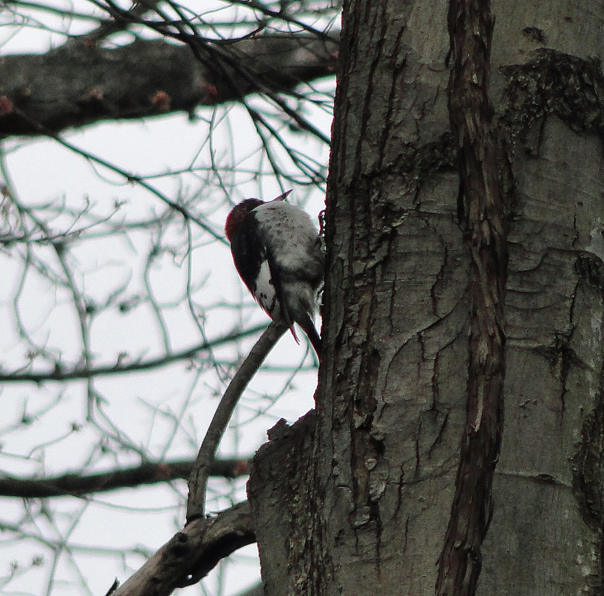Red-headed Woodpecker - Gail Benson
