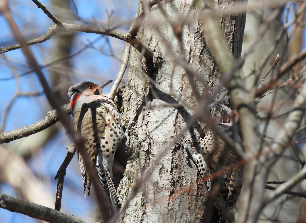 Northern Flicker (Yellow-shafted) - ML616228604