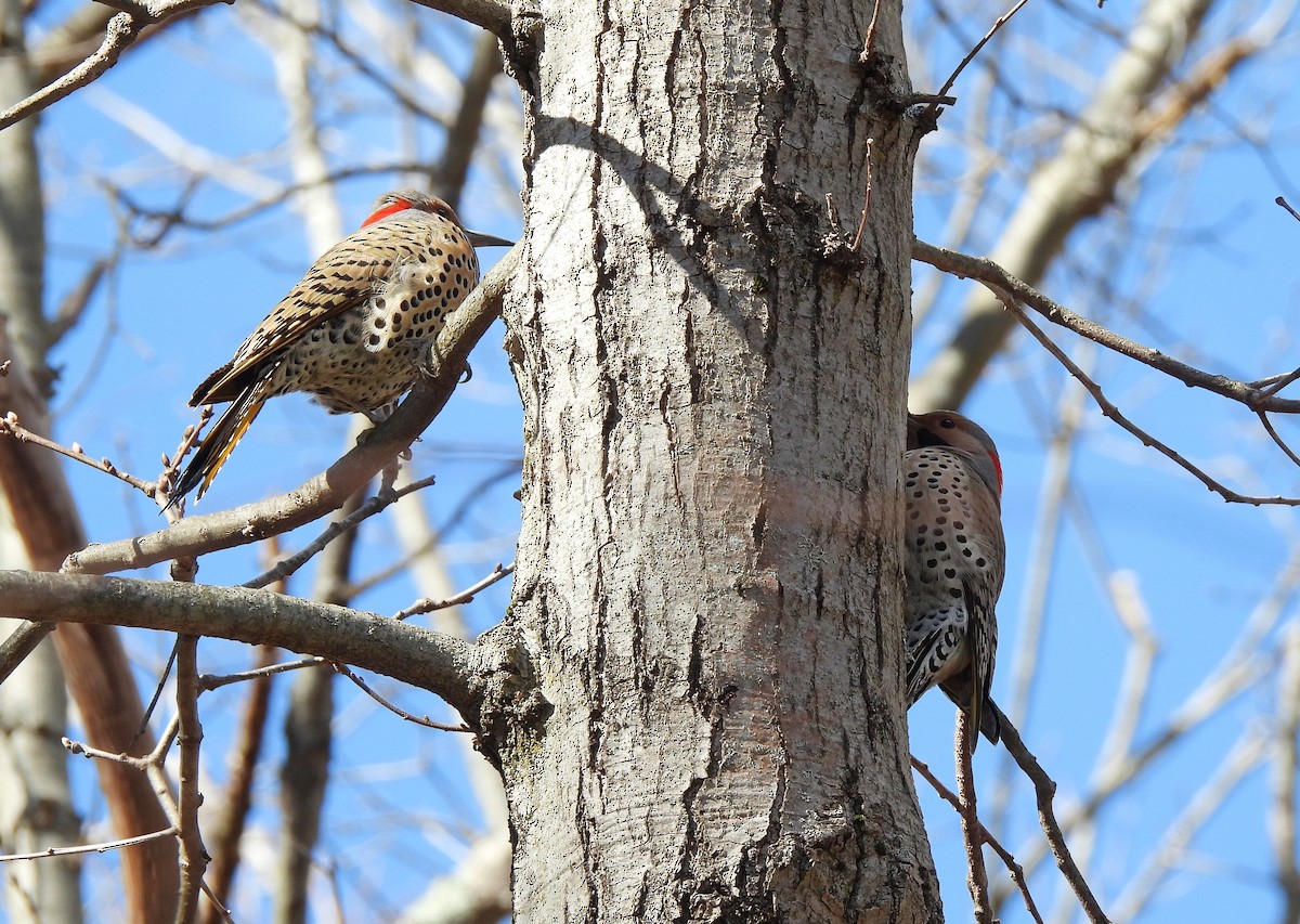 Northern Flicker (Yellow-shafted) - ML616228606