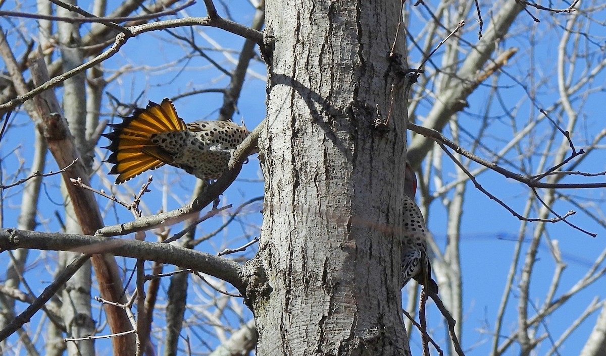 Northern Flicker (Yellow-shafted) - ML616228614