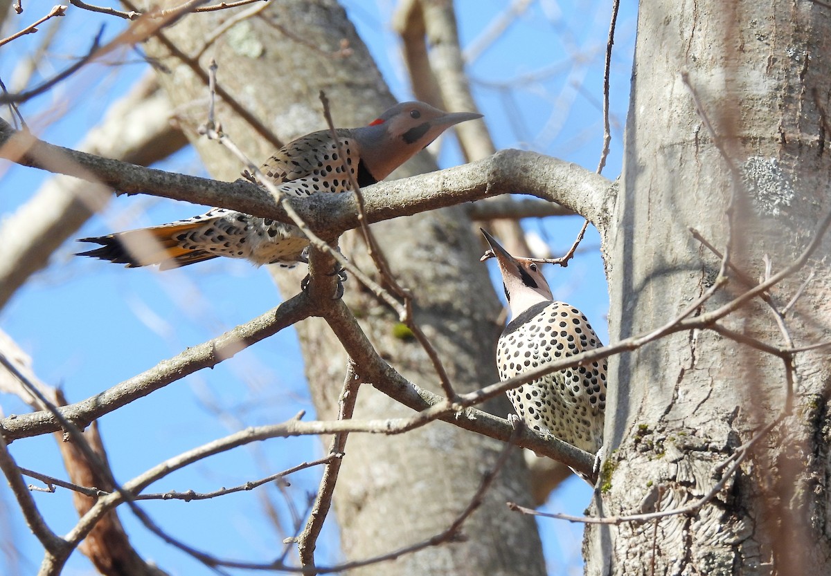 Northern Flicker (Yellow-shafted) - ML616228623