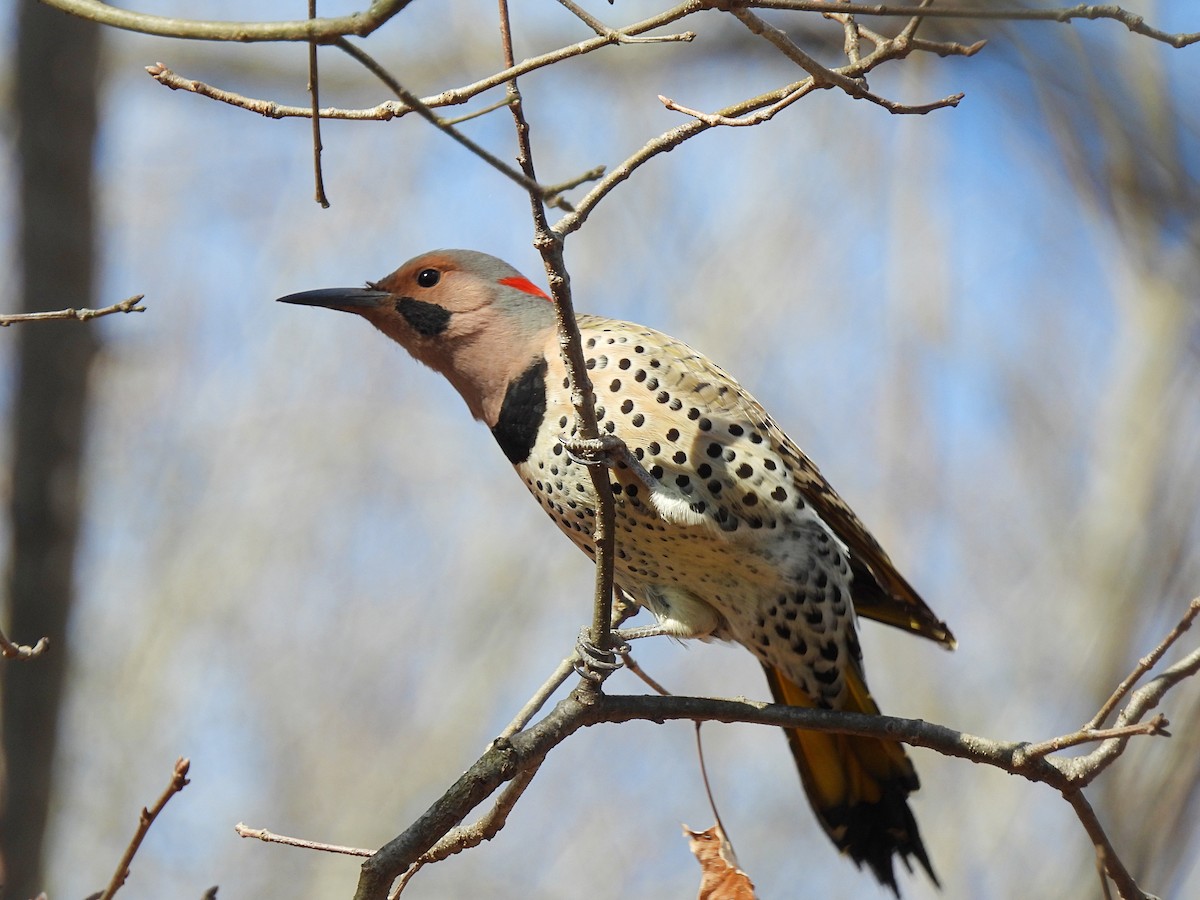 Northern Flicker (Yellow-shafted) - ML616228633