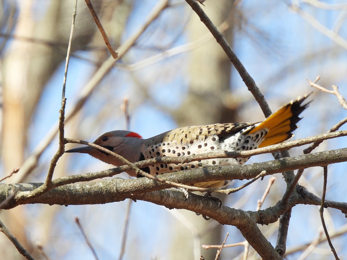 Northern Flicker (Yellow-shafted) - ML616228647