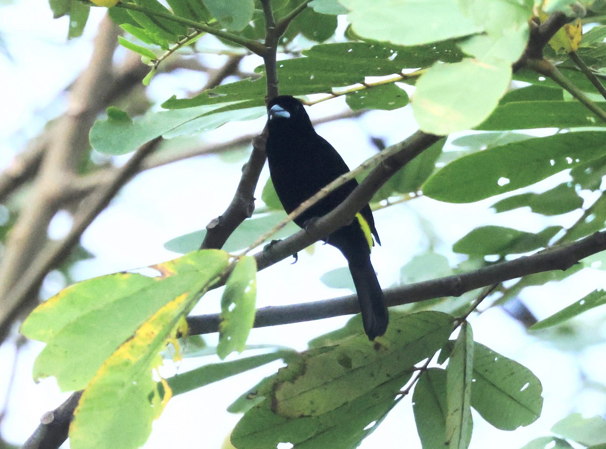 Flame-rumped Tanager - Ken Oeser