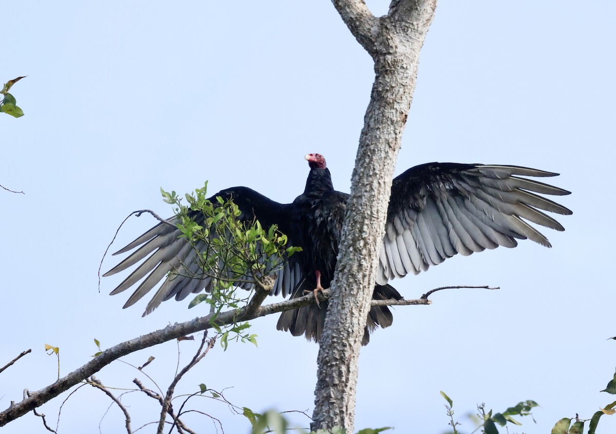 Turkey Vulture - Ken Oeser