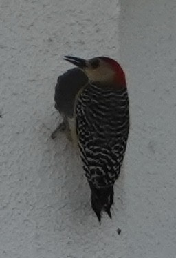 Red-crowned Woodpecker - ML616228718