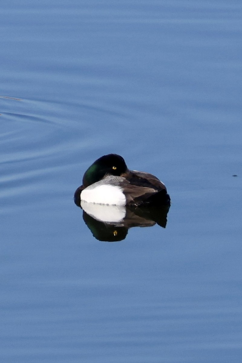 Greater Scaup - ML616228719