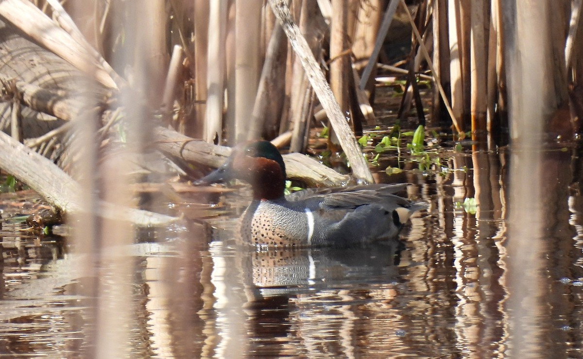 Green-winged Teal - ML616228728