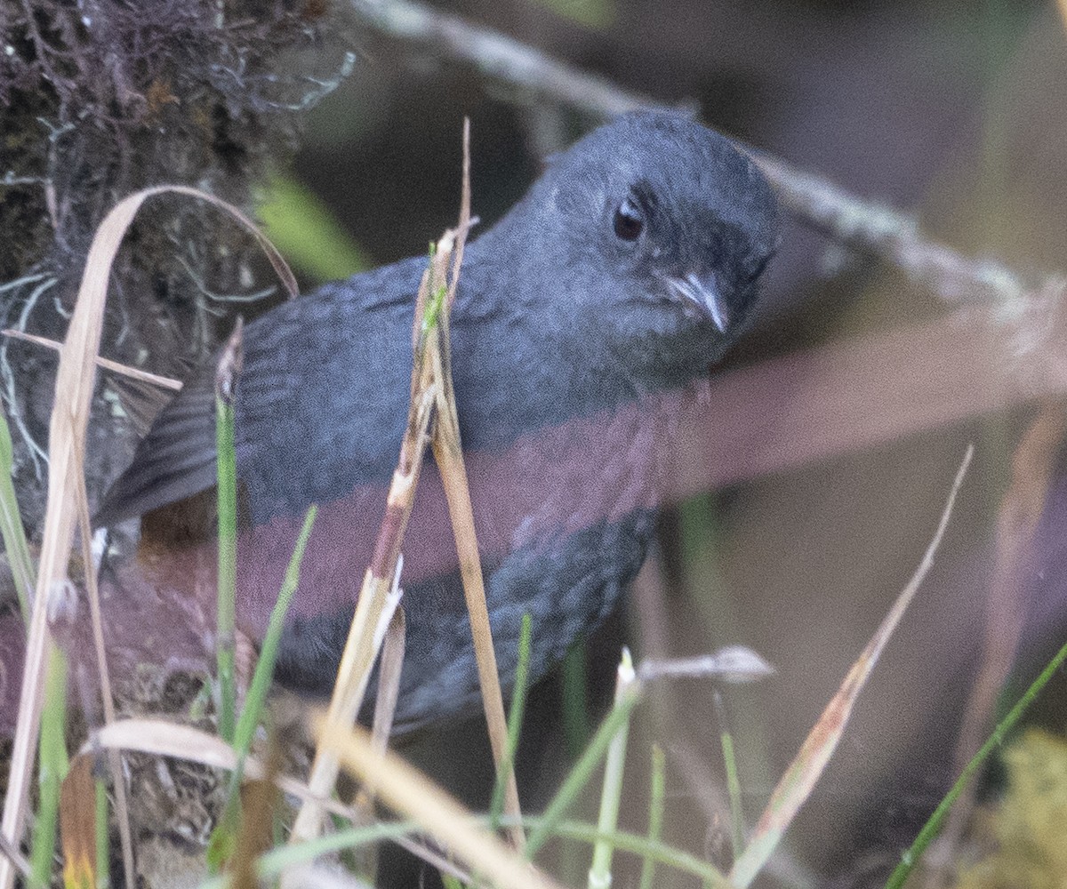 Pale-bellied Tapaculo - ML616228900