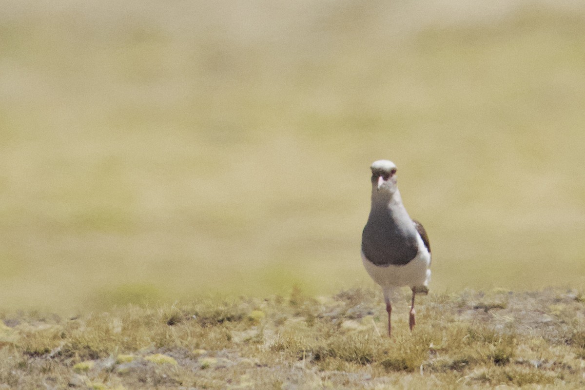 Andean Lapwing - ML616228911