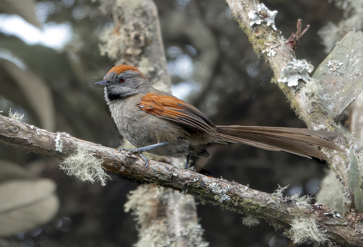 Silvery-throated Spinetail - ML616228915