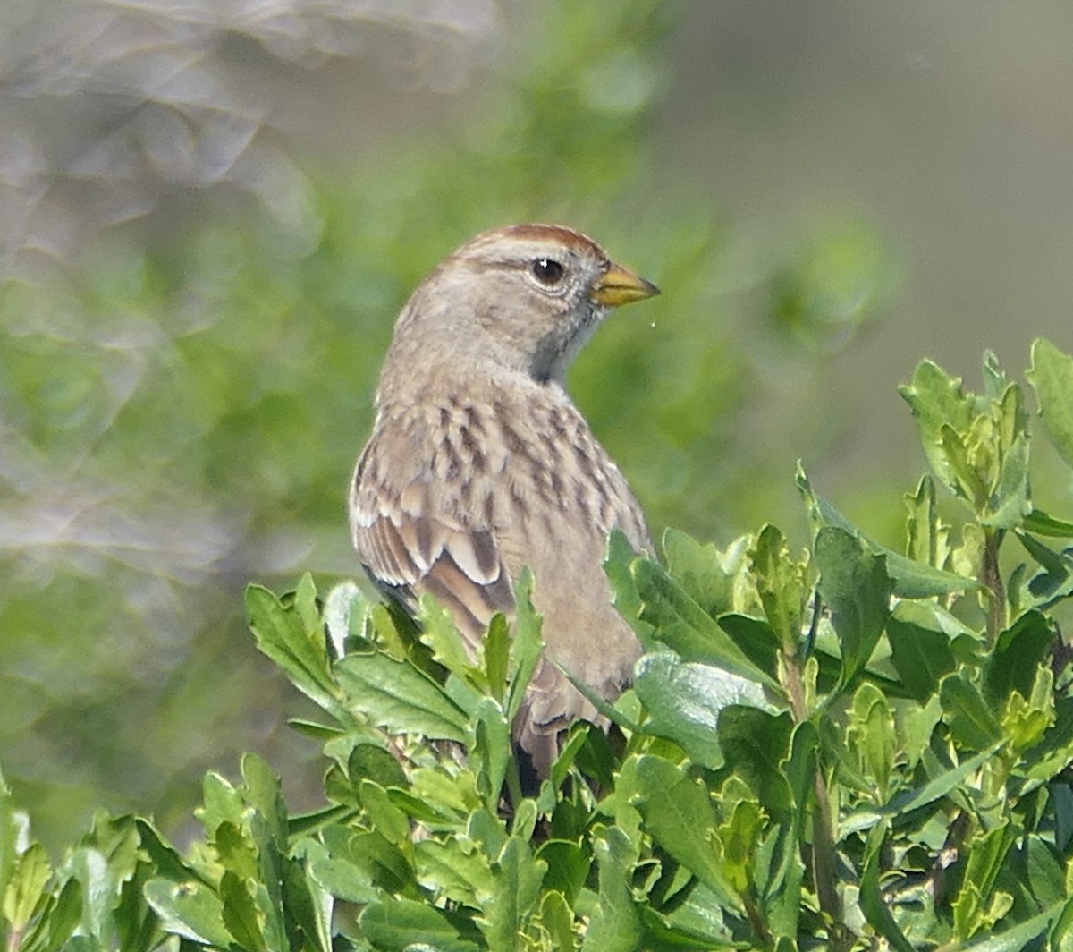 White-crowned Sparrow - ML616228951