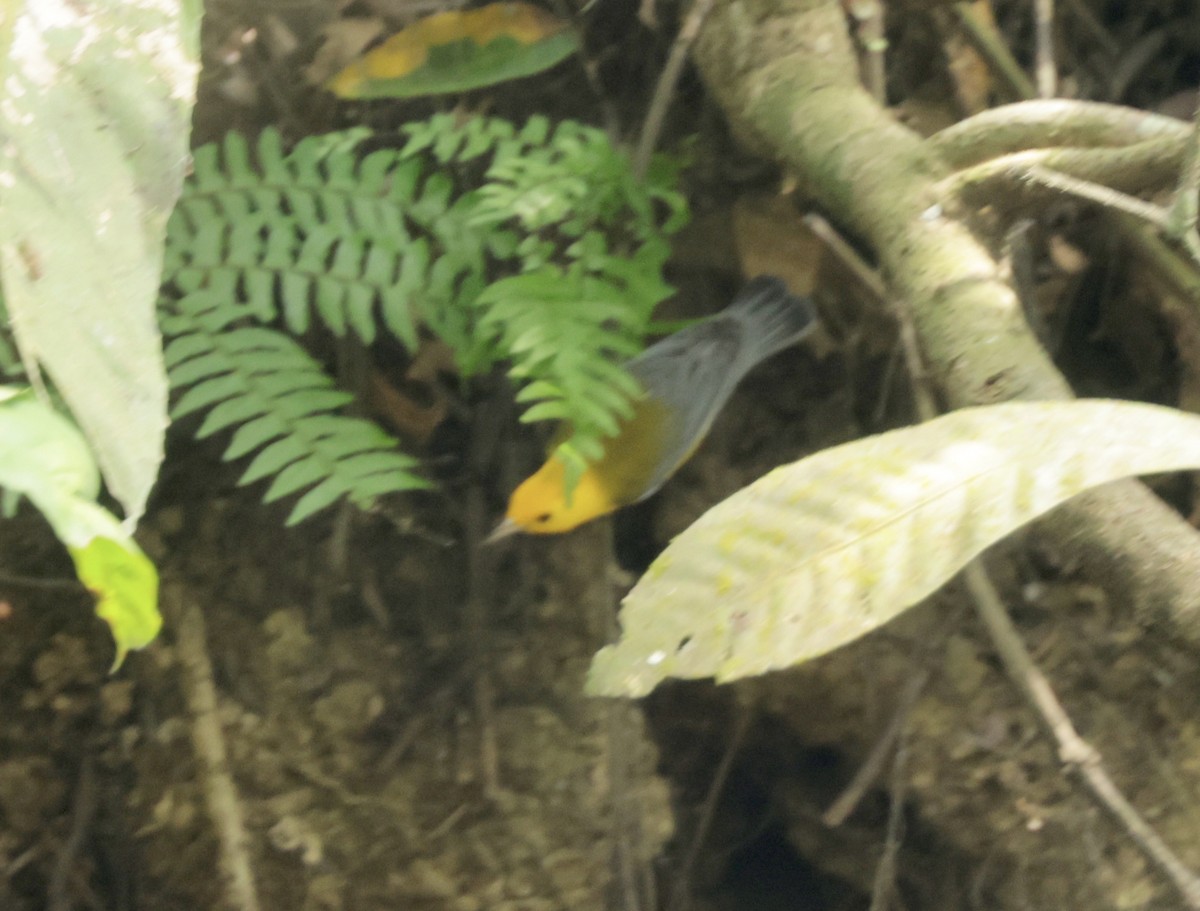 Prothonotary Warbler - Ken Oeser