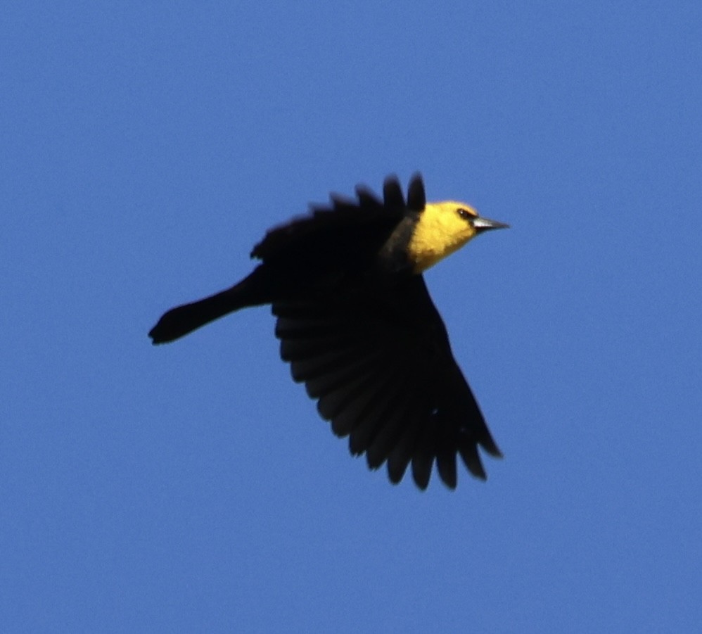 Yellow-hooded Blackbird - ML616229064