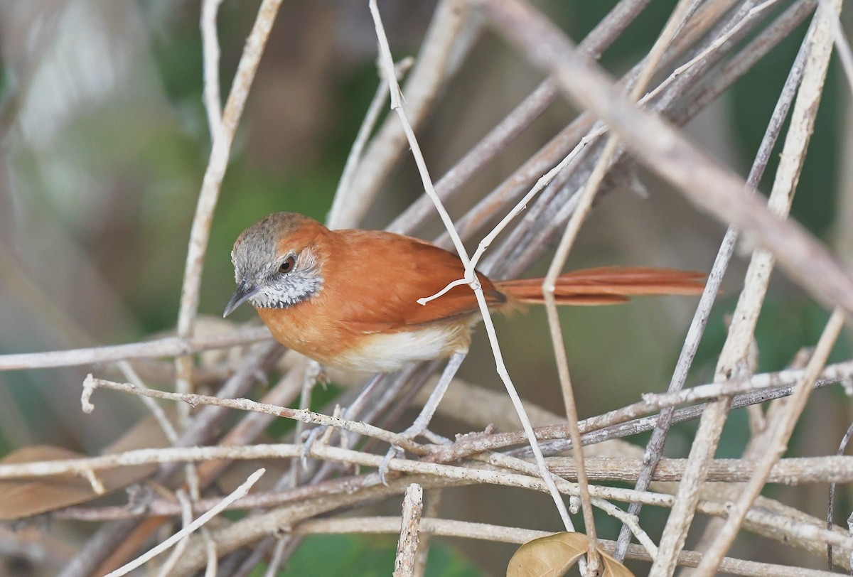 Hoary-throated Spinetail - ML616229225