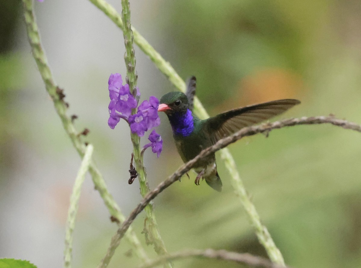 Blue-throated Goldentail - ML616229366