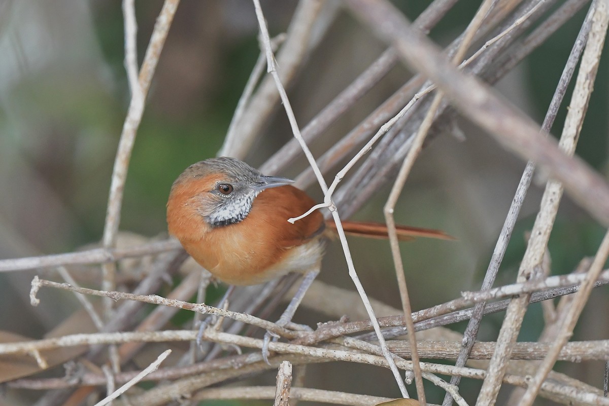 Hoary-throated Spinetail - ML616229373