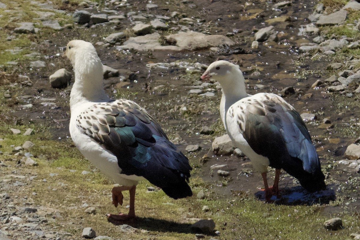 Andean Goose - ML616229379