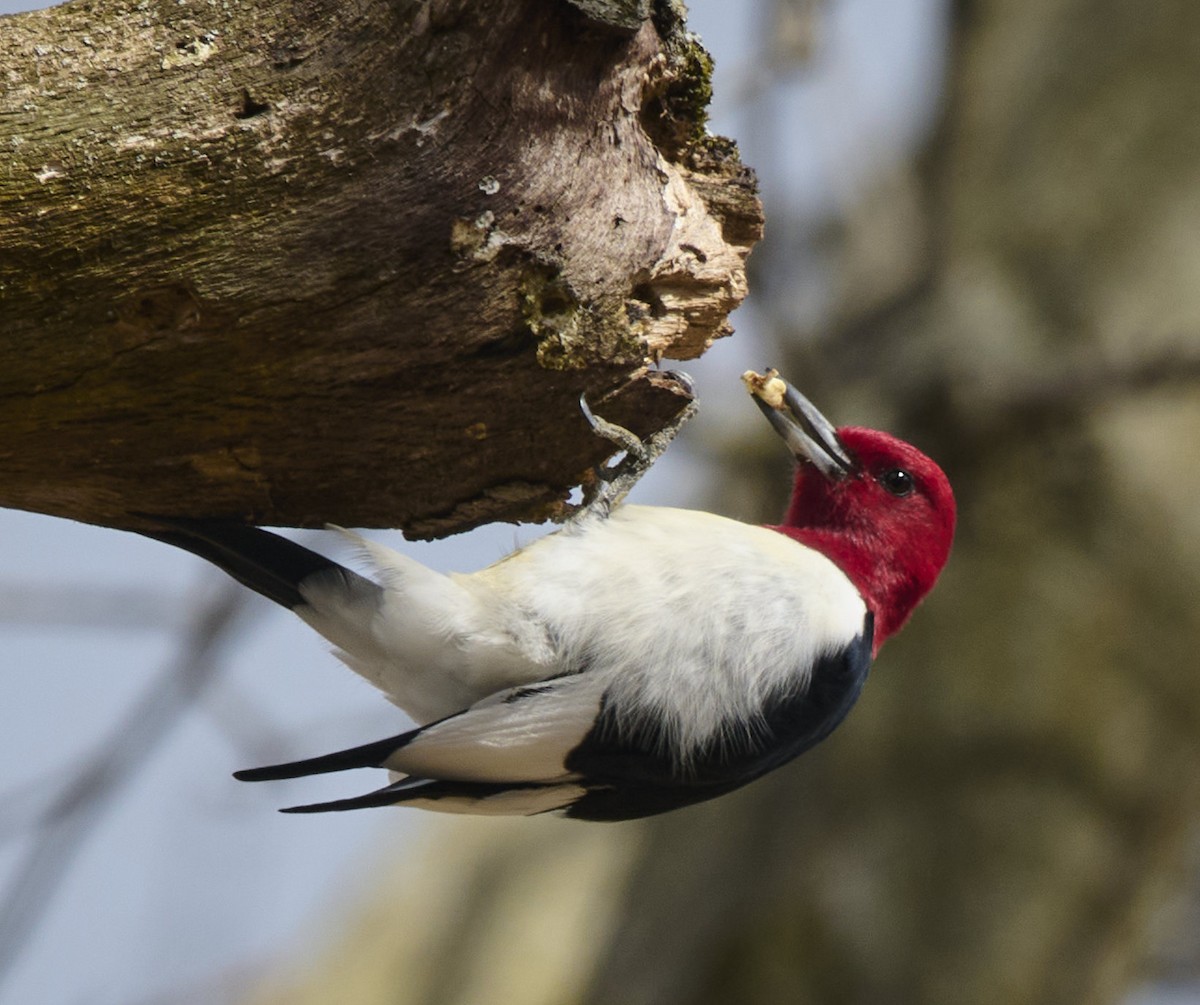 Red-headed Woodpecker - Kraig Cawley
