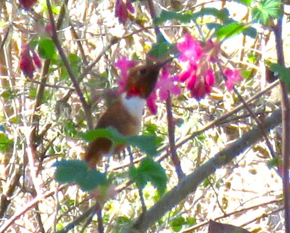 Rufous Hummingbird - ML616229436