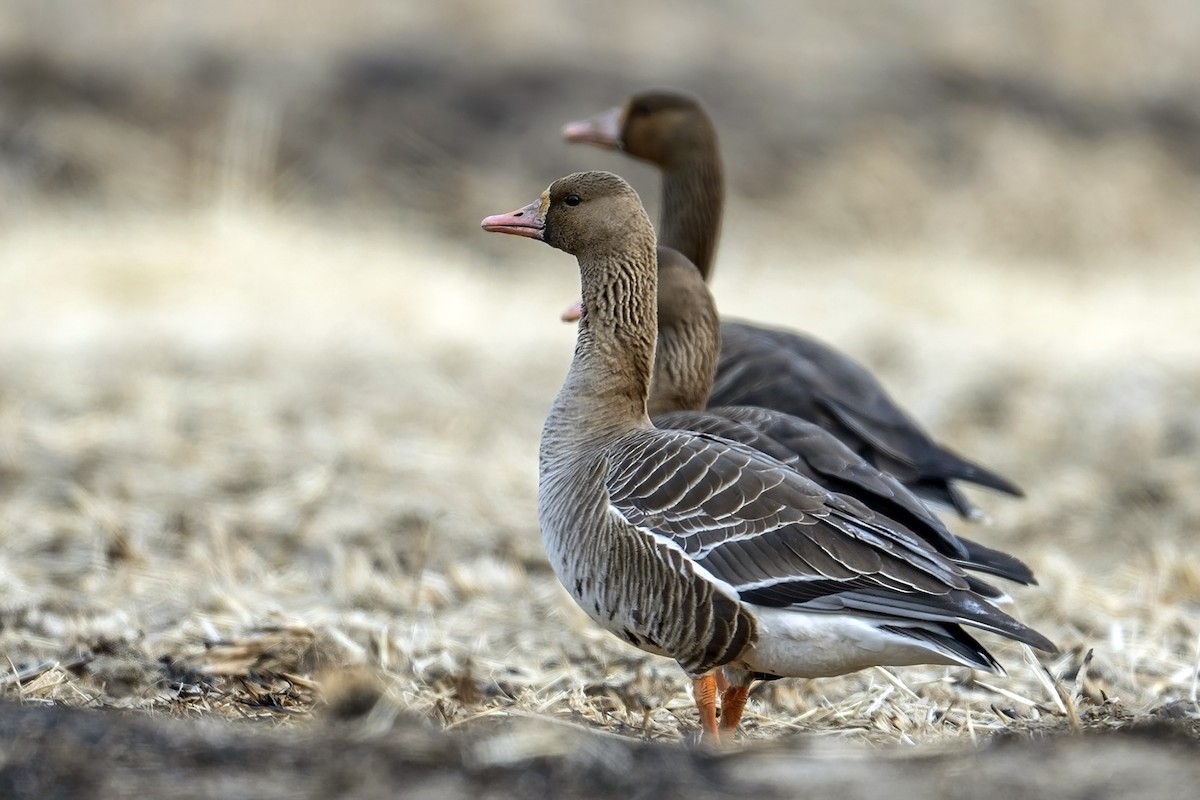 Greater White-fronted Goose - ML616229449
