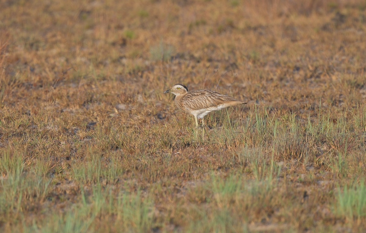Double-striped Thick-knee - Gary Charlton