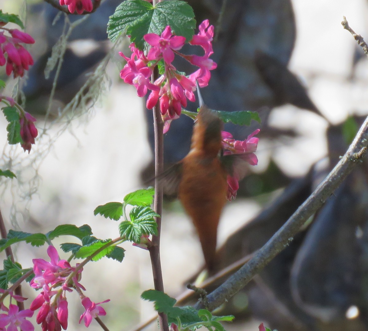 Rufous Hummingbird - ML616229470