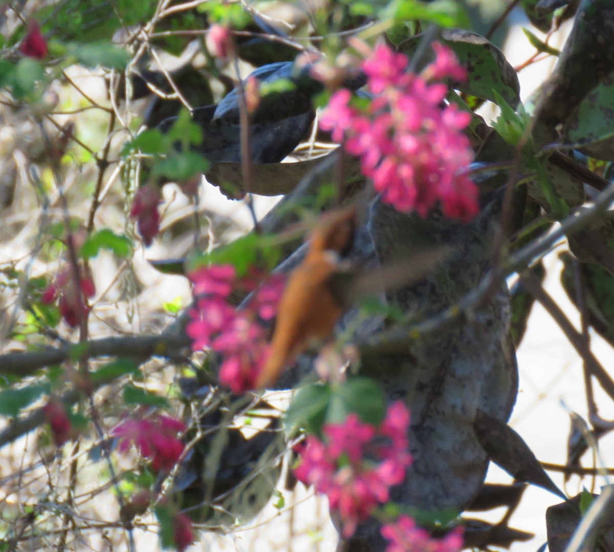 Rufous Hummingbird - ML616229478