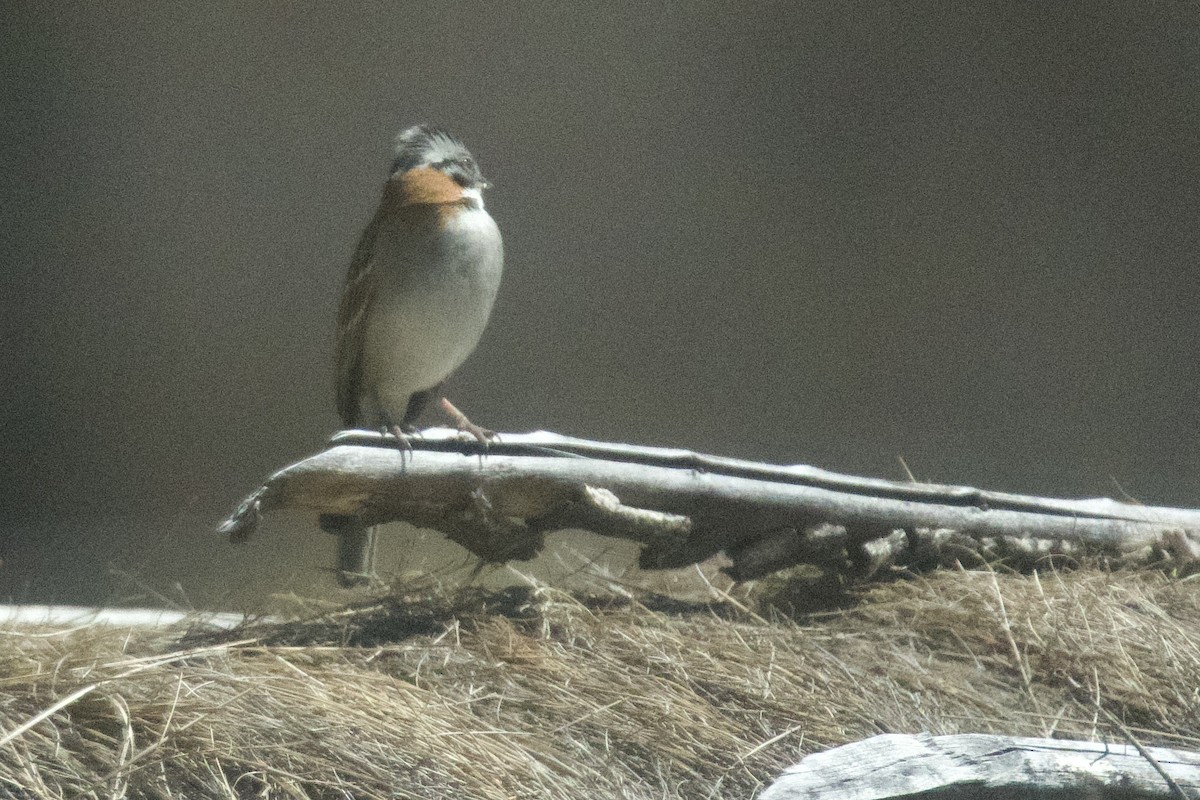 Rufous-collared Sparrow - ML616229482