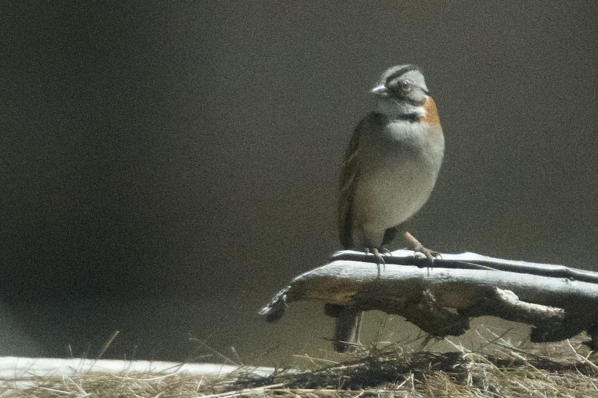 Rufous-collared Sparrow - ML616229496