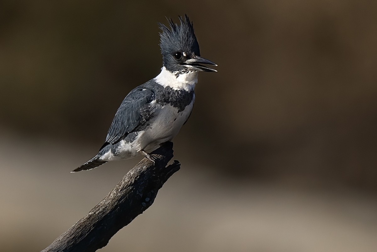 Belted Kingfisher - ML616229548