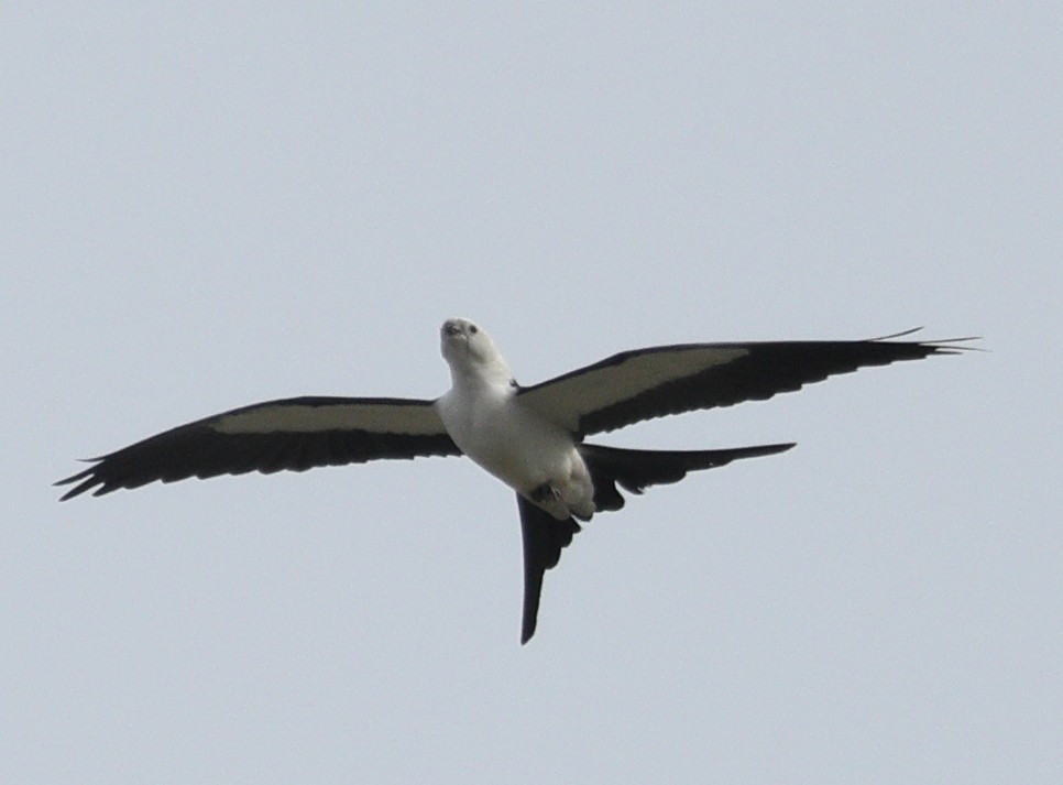 Swallow-tailed Kite - ML616229574